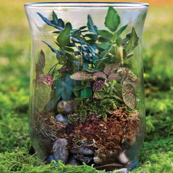 DIY Terrarium Kit for Adults with Live Succulent Plant (Fresh from  Florida), Metal Stand, Chalice Glass Terrarium, Reindeer Moss, Crystal &  Rocks - Handmade in USA 